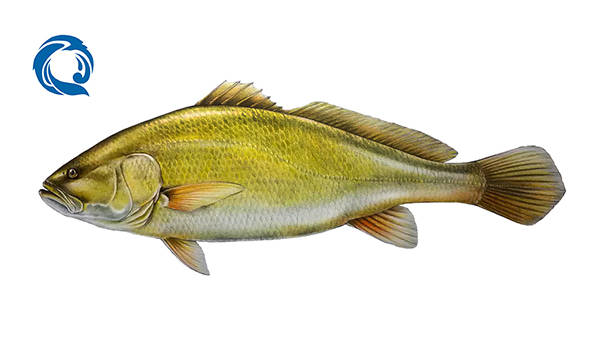 黄唇鱼 bahaba taipingensis,建议保护级别:升级为一级这次《名录》中