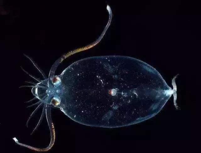 世界上10種神奇的海洋生物